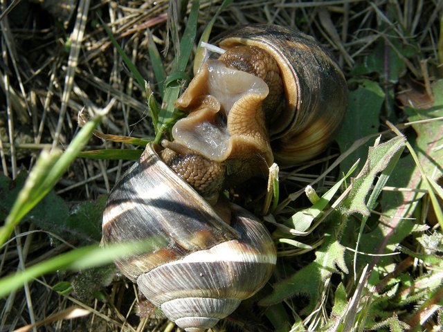 snails-226814_1280.jpg