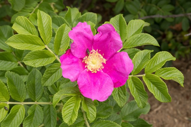 Rosa_rugosa_13_(cropped).jpg