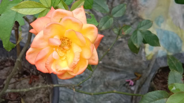 IMG_20250915_100834.jpg