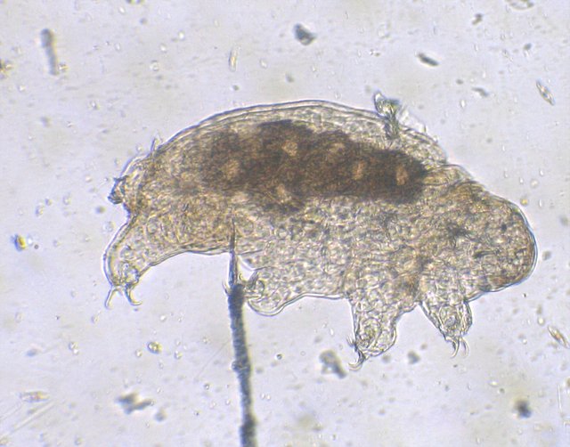 Tardigrada_-b.jpg