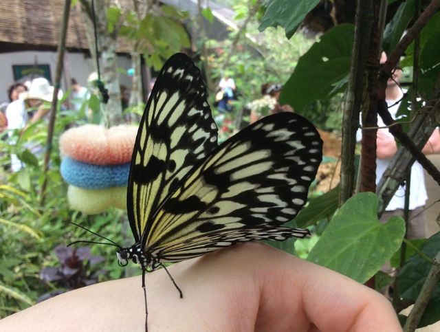 butterfly garden in bohol.png