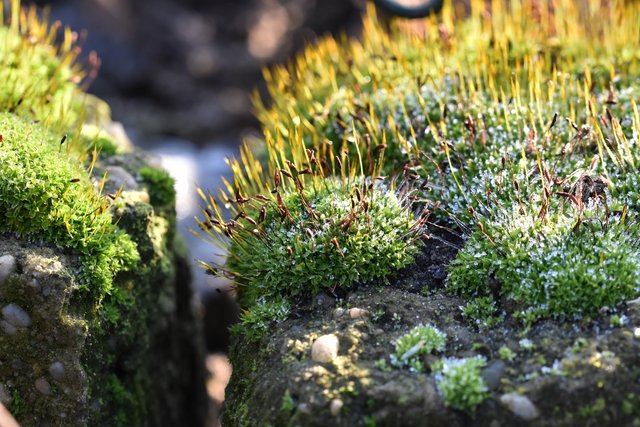 moss frost garden 1.jpg