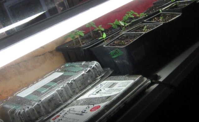 testing seeds in shallow trays potted young seedlings.jpg