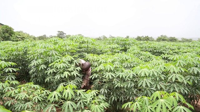 cassava-farm-e1490604701804.jpg