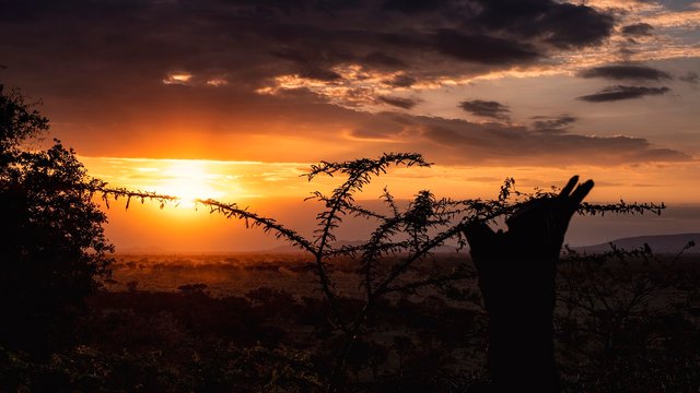Serengeti Sunset.jpg