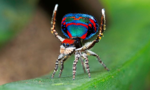 peacock spider2.jpg