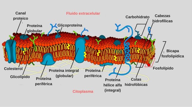 membrana-celular-espanol.jpg