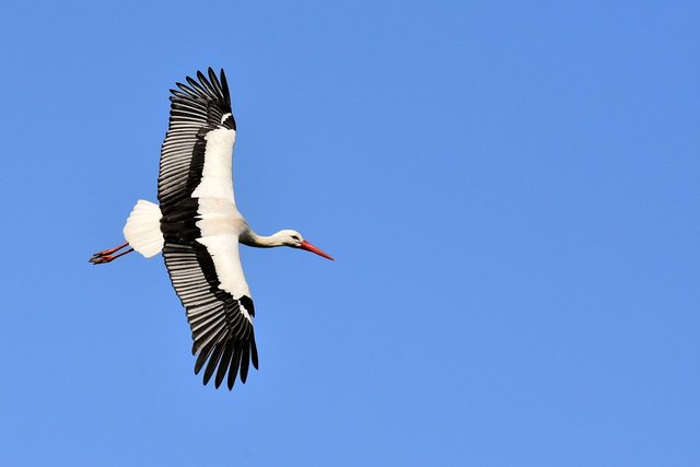 stork-3363503_960_720.jpg