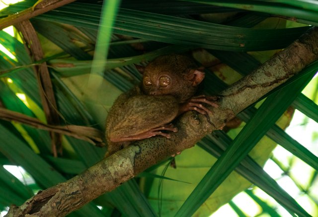 Tarsier.jpg