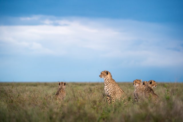 kusini-camp-serengeti-tanzania-safari-wildlife-cheetah.jpg