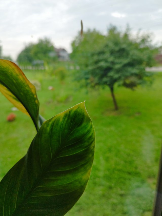 IMG_20250718_081753.jpg