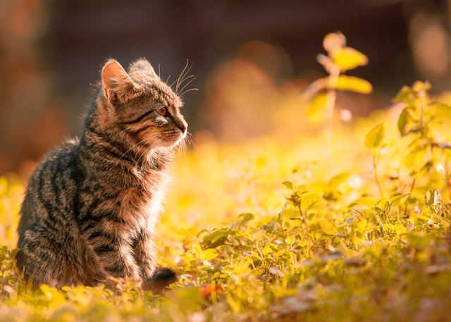grass kitten kitty little little cat looking mammal outdoors pet portrait sit sunny day tabby young.jpg