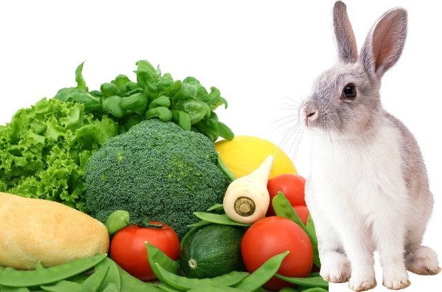 what-vegetables-can-rabbits-eat.jpg