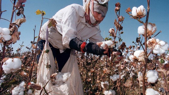 farmer harvesting content link 4.jpg