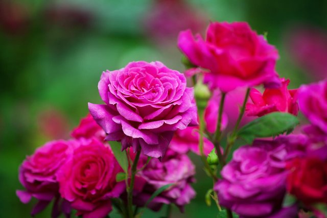 Beautiful rose pictures (3).jpg