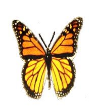 Mariposa2.jpg