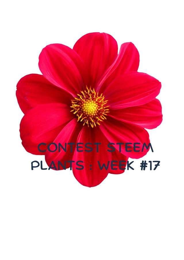 Сontest STEEM PLANTS  Week #16.jpg