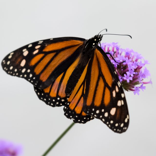 MikeBryantPhotography-butterfly-1-2.jpg