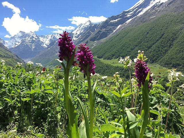 _Flowers_Blossom_at_Valley_of_Flowers_Chamoli,_India__52.jpg