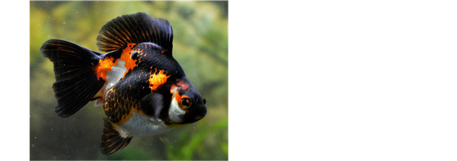 goldfish.png