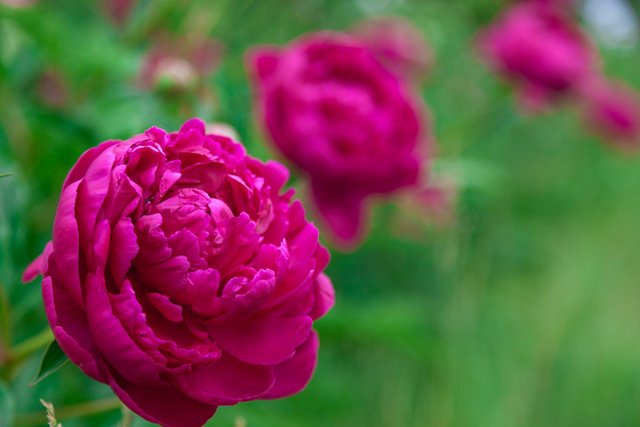 Beautiful rose pictures (1).jpg