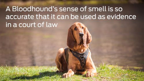 bloodhound-460x260.jpg