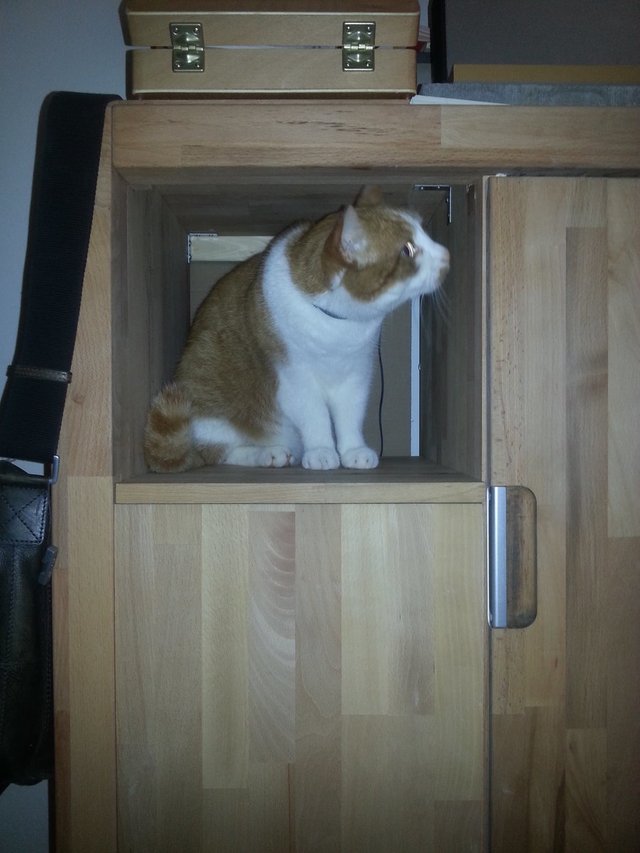 katze im Schrank.jpg