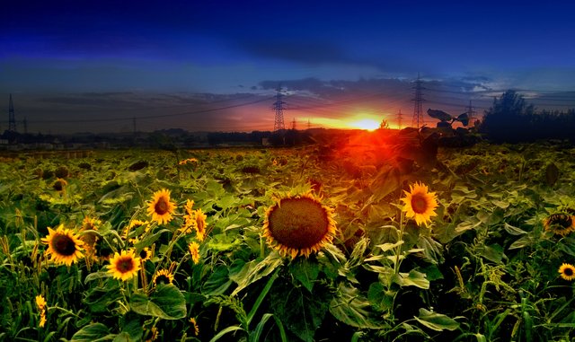 Sonnenblumenfeld_Pichlingersee_Sonnenuntergang_2.jpg