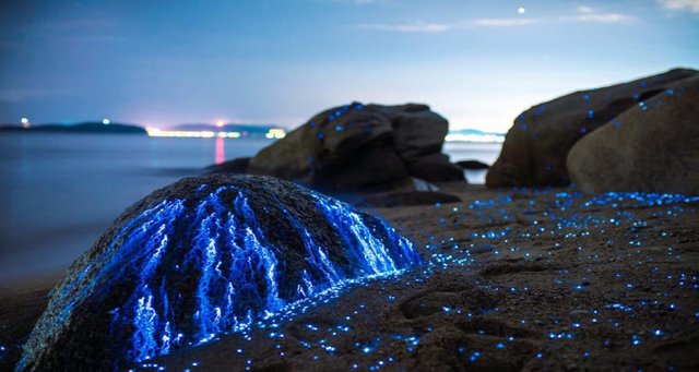 Mind-Blowing Pictures Of Bioluminescent Shrimp In Okayama, Japan1.jpg