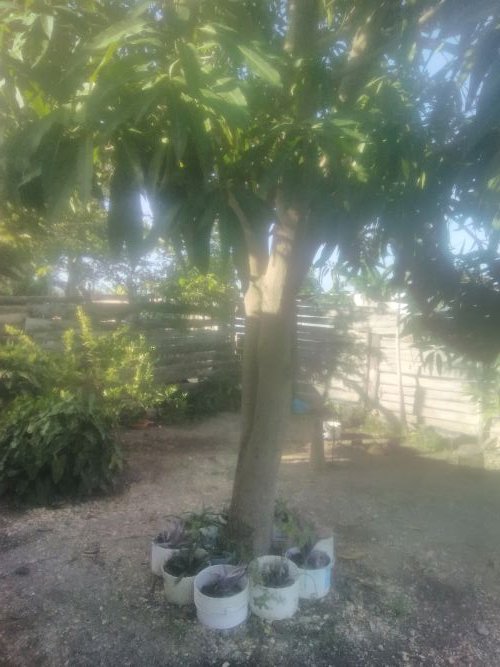 Mi árbol de mangos.jpg