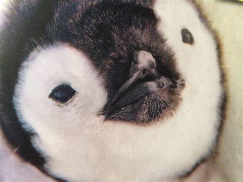 pengu.jpg