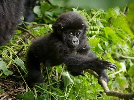 Combining Rwanda primates in one single trip on Rwanda primate safari.jpg
