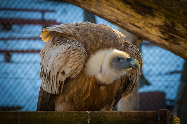 griffon-vulture-2042281_960_720.jpg