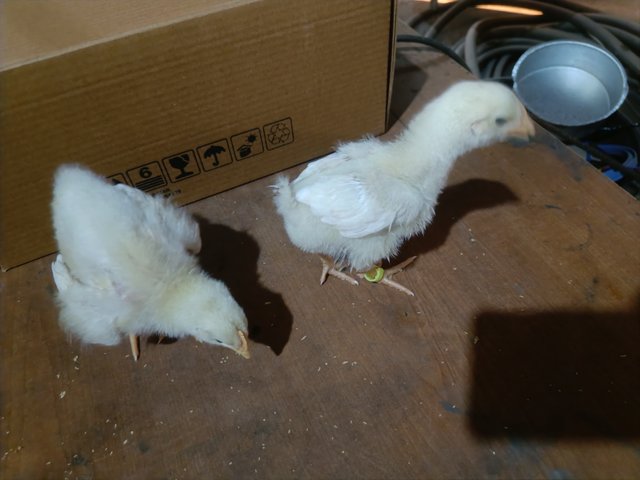 IMG20250511170519.jpg