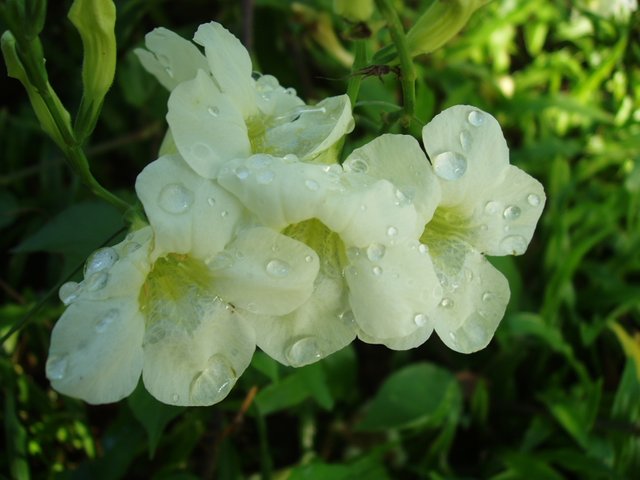 Queen Sirikit Park - flower