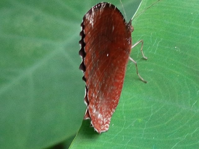 প্রজাপতি (2).jpg