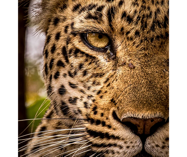 Leopard stare.png