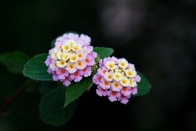 flower-8036709_1280.jpg