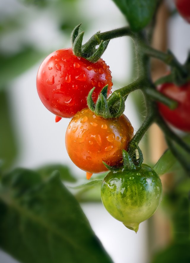 tomato 1.jpg