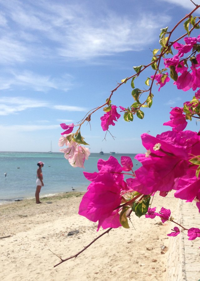 Foto flores.jpg