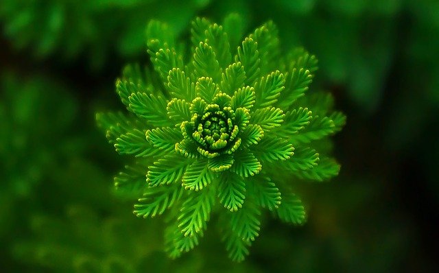 fern-gb877b5efe_640.jpg