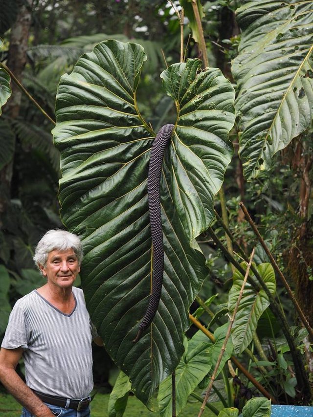 Anthurium salgarense at the farm of Eduardo Calderón in Western Cordillera near Cali, Colombia.jpg