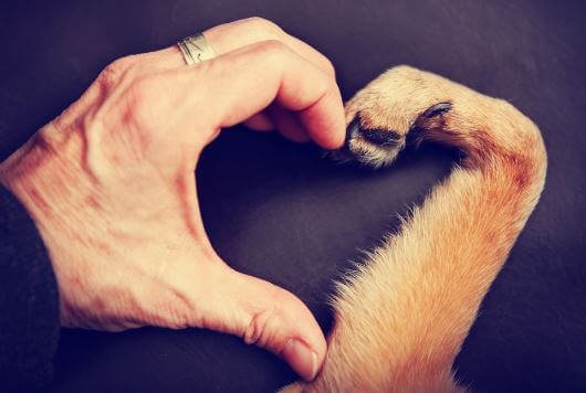 mano-de-una-persona-y-pata-de-un-perro-haciendo-un-corazon.jpg