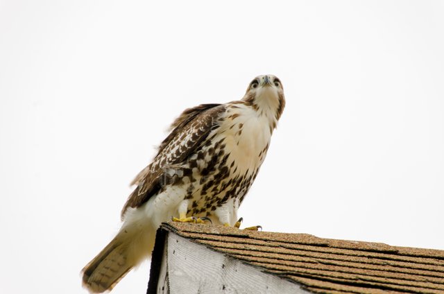 On The Roof.jpg