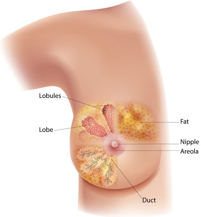 female-breast-diagram-750px.jpg