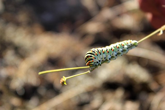 Papilio macaon.jpg