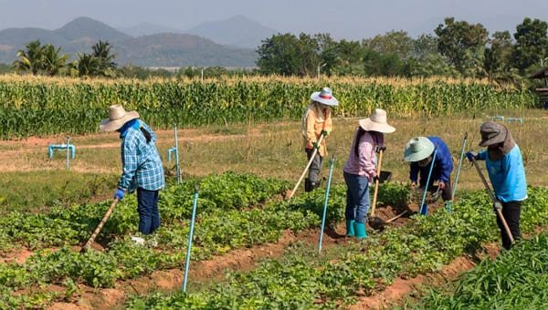 Tipos-de-agricultura.jpg