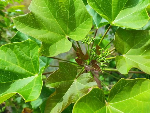 Leaves Fresh Jatropha (14).jpg