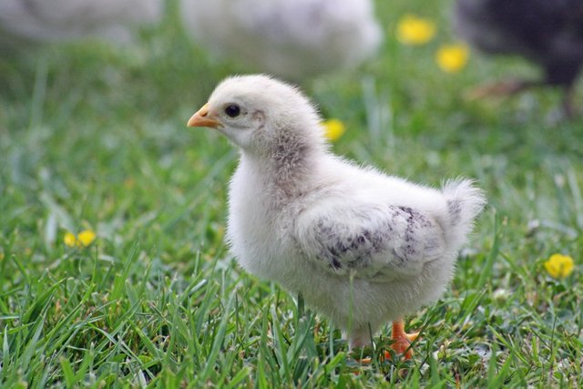 chicks_chicken_easter_spring_small_poultry_fluff_chickens-1290938.jpg!d.jpg