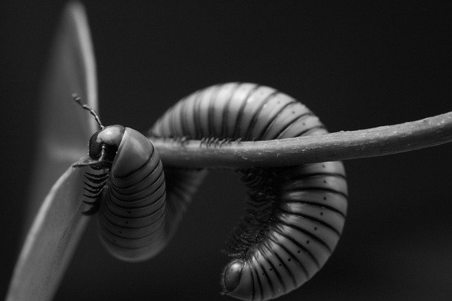 insect-7068566_640.jpg